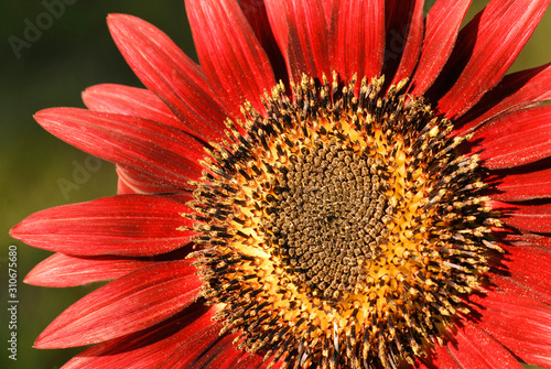 Close up of red sunflower in bright sunlight