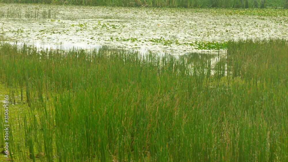green herbs that grow in the waters green herbs that grow in the waters