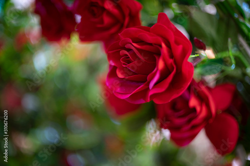 Artificial rose flower as valentine background