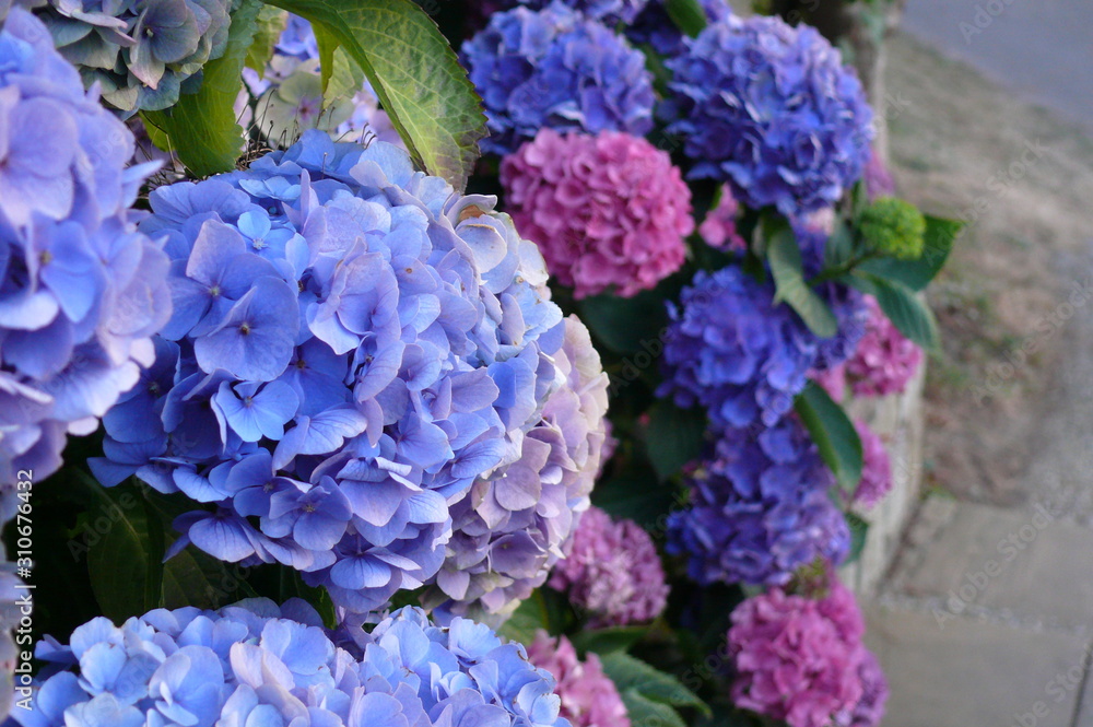 blaue Blumen blaue Blumen