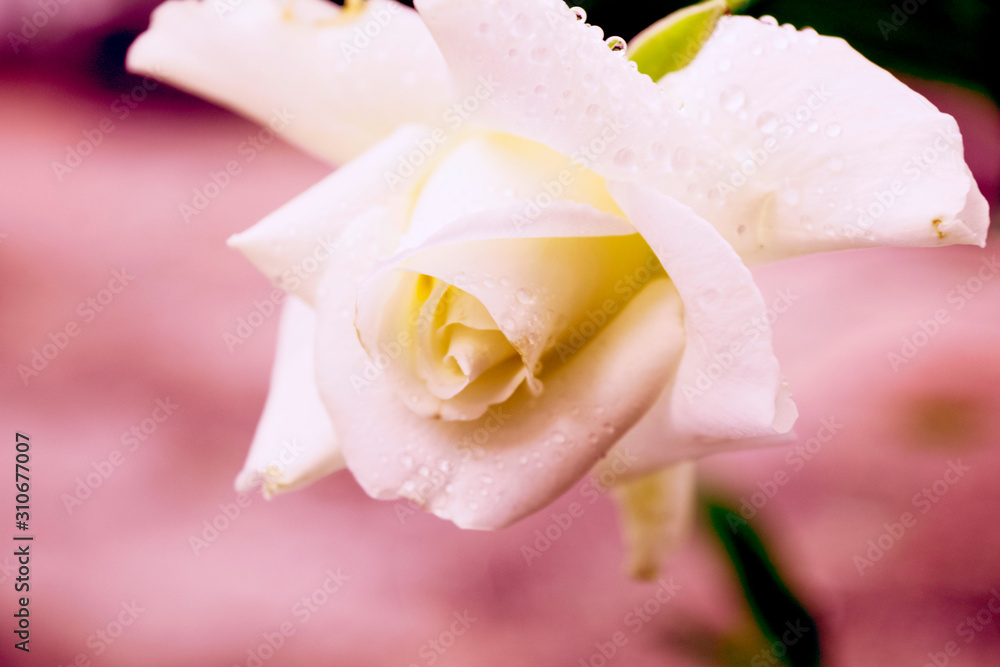Soft focus, white rose images with a very sweet soft pink background