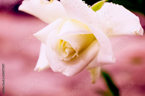 Fototapeta Naklejka Na Ścianę i Meble -  Soft focus, white rose images with a very sweet soft pink background