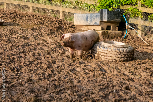 A piglet scratching against an old tyre