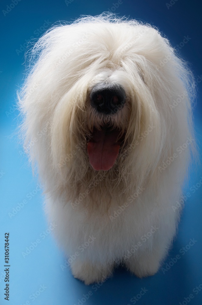 Sheepdog Sticking Out Tongue Sheepdog Sticking Out Tongue