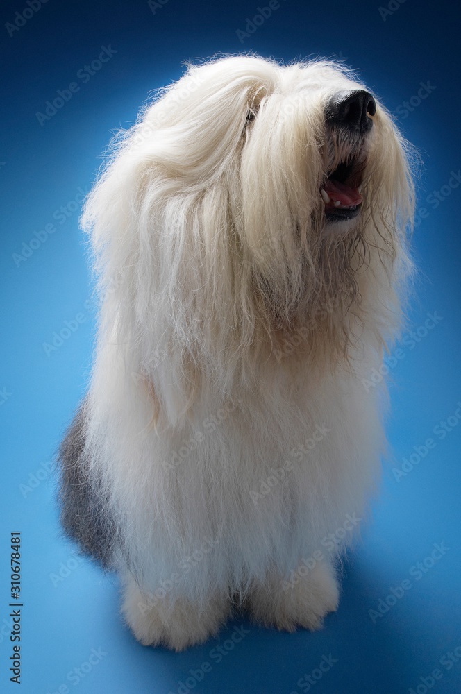 Sheepdog Sitting On Blue Background Sheepdog Sitting On Blue Background