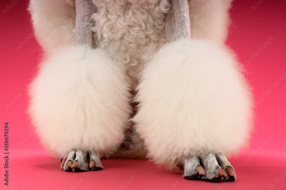 Obraz premium Groomed White Poodle's Legs
