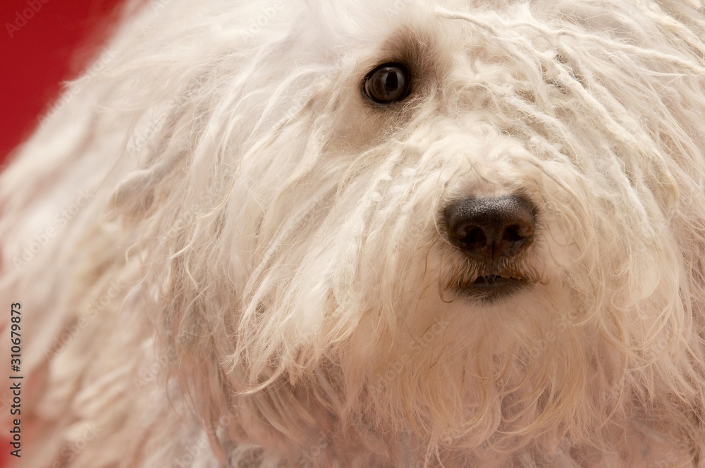 Cute Hungarian Komondor