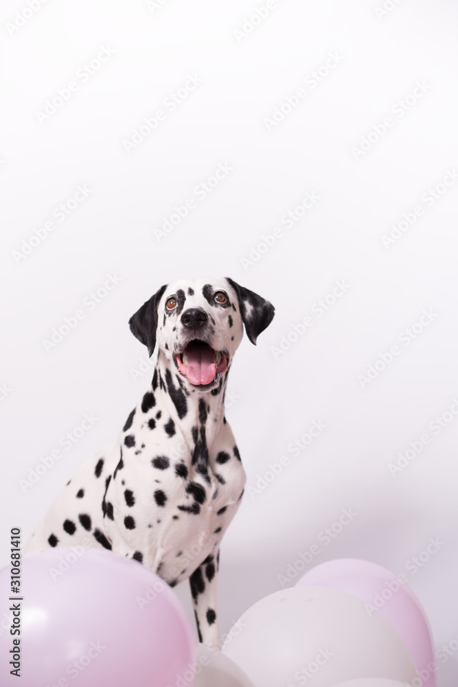 Portrait of happy Dalmatian Dog sitting among balloons on a white background. The concept of a holiday, birthday. Minimalist postcard. Copy space Portrait of happy Dalmatian Dog sitting among balloons on a white background. The concept of a holiday, birthday. Minimalist postcard. Copy space