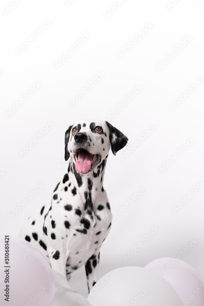 Portrait of happy Dalmatian Dog sitting among balloons on a white background. The concept of a holiday, birthday. Minimalist postcard. Copy space