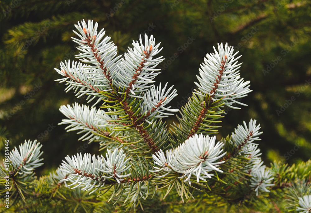 Branch spruce Branch spruce