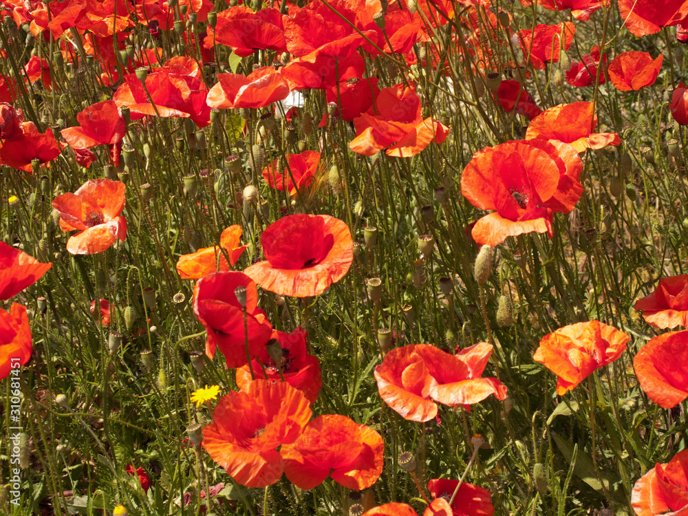 Fototapeta premium Papaver rhoeas