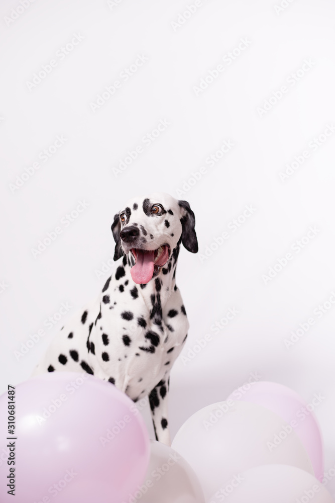 Portrait of happy Dalmatian Dog sitting among balloons on a white background. The concept of a holiday, birthday. Minimalist postcard. Copy space