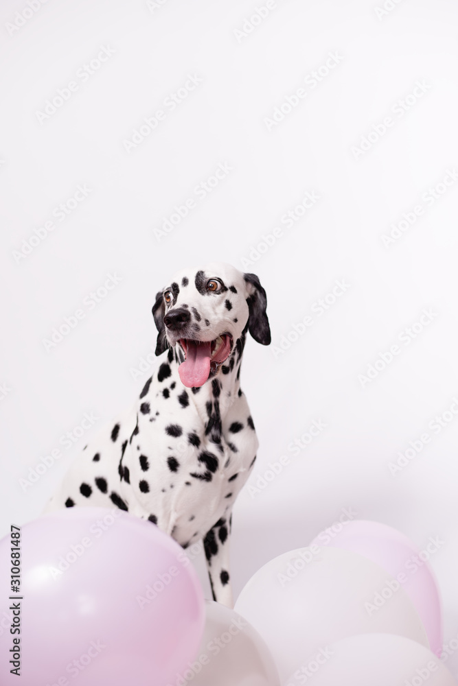 Portrait of happy Dalmatian Dog sitting among balloons on a white background. The concept of a holiday, birthday. Minimalist postcard. Copy space Portrait of happy Dalmatian Dog sitting among balloons on a white background. The concept of a holiday, birthday. Minimalist postcard. Copy space