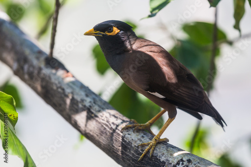 Afghan Starling-Myna in the wild