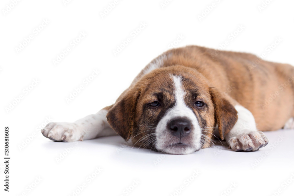 Cute Puppy with paws over - isolated over a white background Cute Puppy with paws over - isolated over a white background