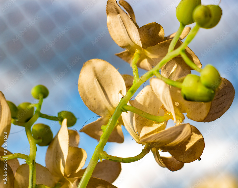 Obraz premium Flor Falsa