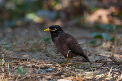 Afghan Starling-Myna in the wild