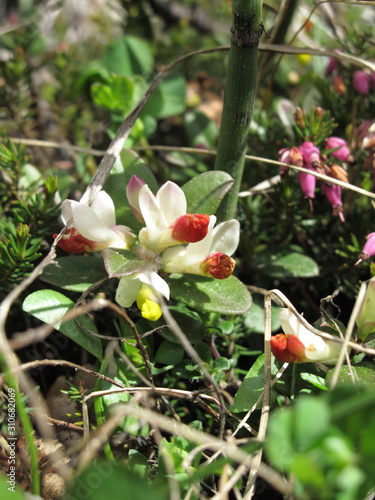 Polygala chamaebuxus photo