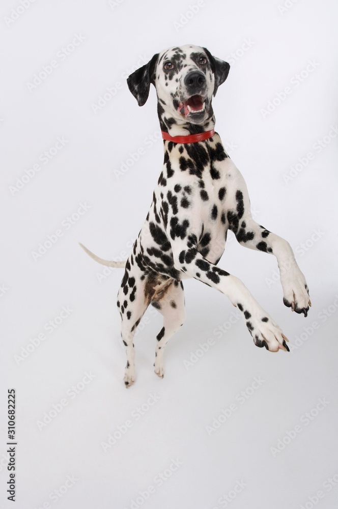 Dalmatian Standing On Hind Legs