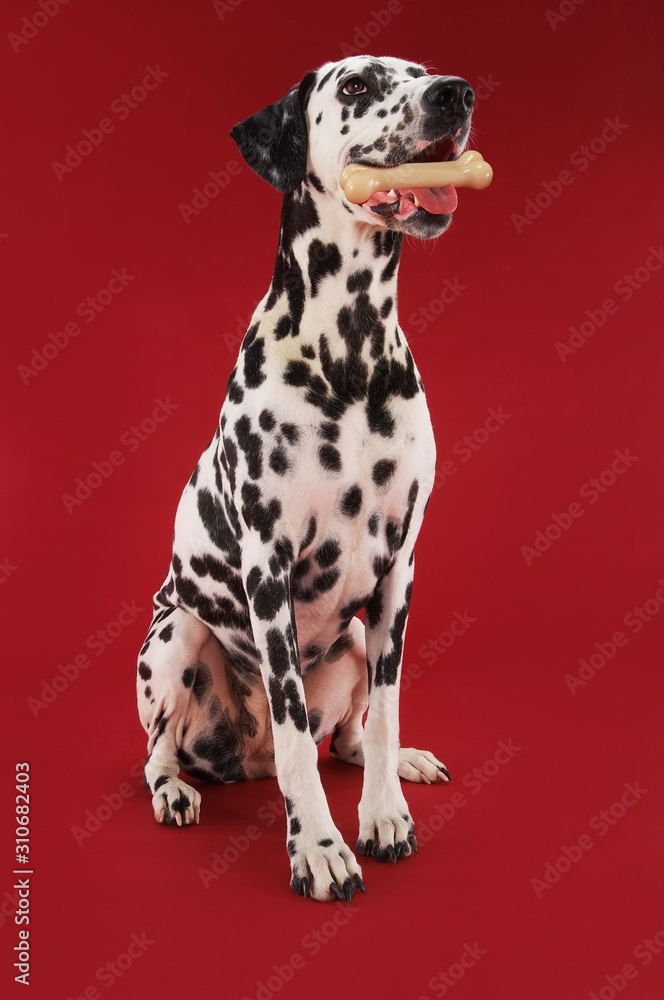 Dalmatian With Rubber Bone In Mouth