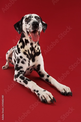 Wallpaper Mural Dalmatian Crouching With Mouth Open Torontodigital.ca