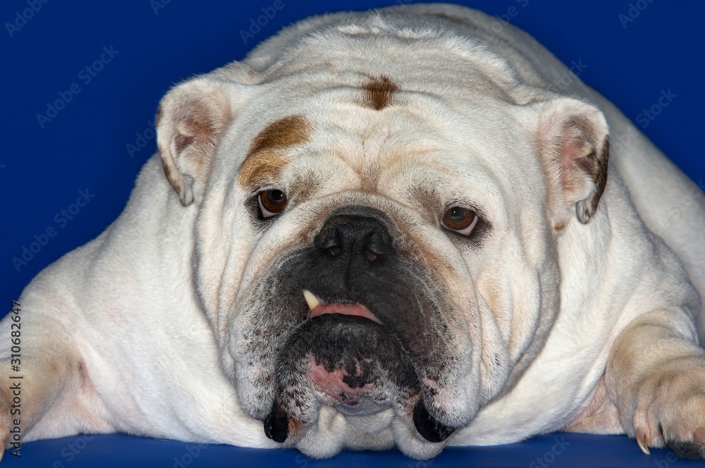 Closeup Of Bulldog Lying Down