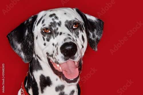 Closeup Portrait Of Dalmatian With Mouth Open