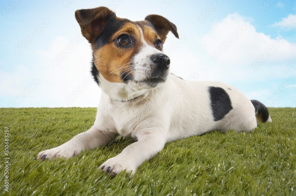 Jack Russell Terrier Sitting On Grass