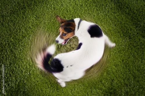 Fototapeta Jack Russell terrier Chasing Tail