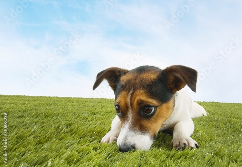 Jack Russell Terrier On Grass