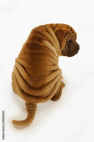 Rear View Of Sharpei Sitting