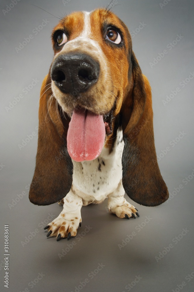Closeup Of Basset Hound Panting Closeup Of Basset Hound Panting