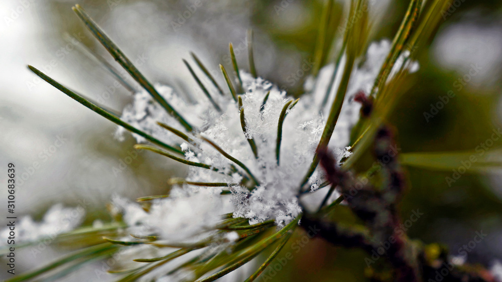 snow covered trees in winter time with beautiful snow crystals on the needles snow covered trees in winter time with beautiful snow crystals on the needles