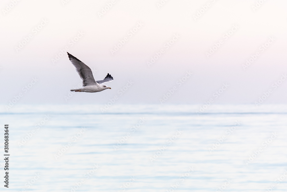 A seagull flying above the sea with a pastel color background 