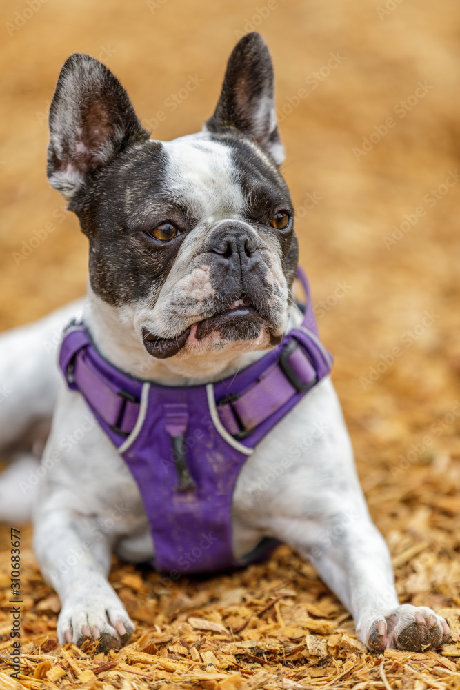 French Bulldog and Boston Terrier female. Off-leash dog park in Northern California.