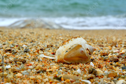 Seashell on the beach © nekrasov50