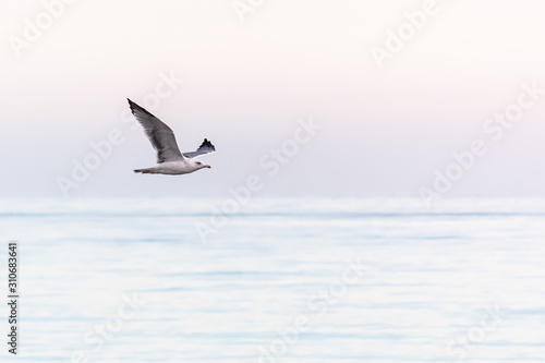 A seagull flying above the sea with a pastel color background 