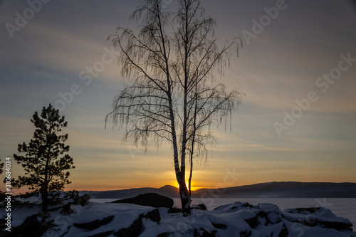 tree at sunset