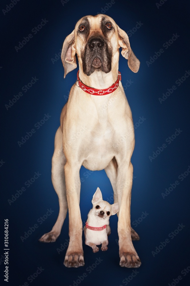 Fototapeta premium Brazilian Mastiff Standing Over Chihuahua