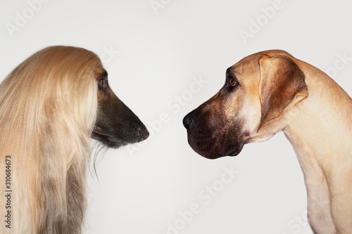Great Dane And Afghan hound Face To Face