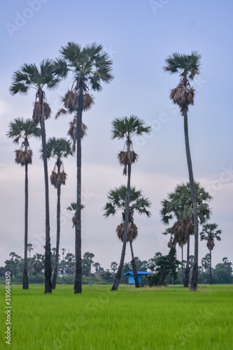 Sugar palm trees on the paddy field in early morning,Sugar palm trees in early Evening,Sunset palm tree,Silhouette coconut palm trees on beach at sunset.