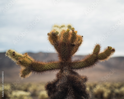 Cholla Cactus Garden Joshua Tree