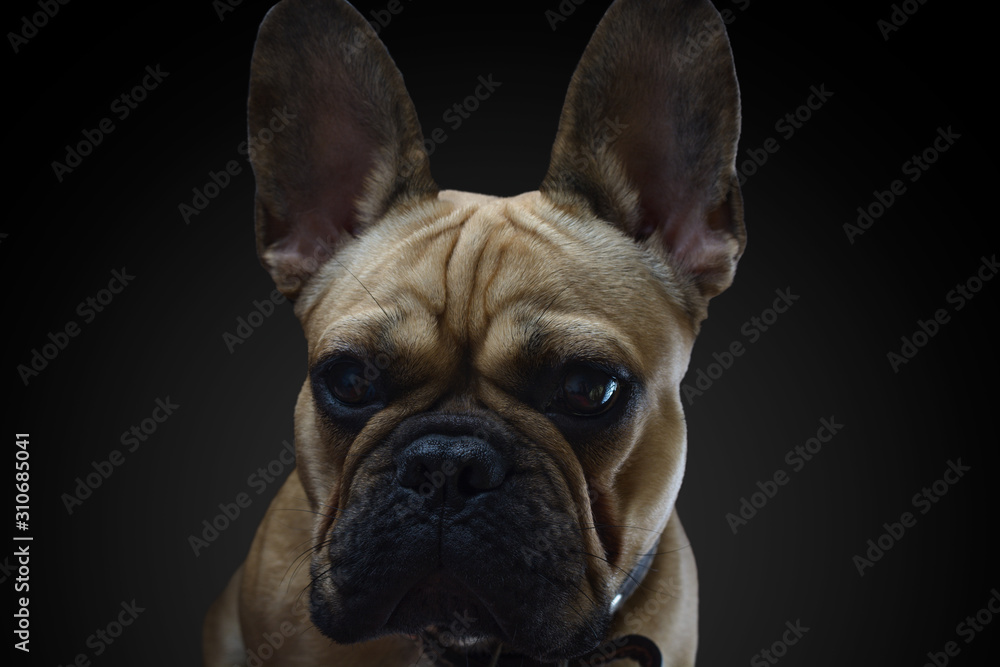 Portrait of french bulldog in the low-key.