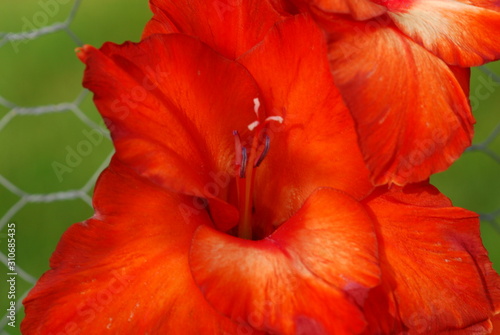 Close up of a red Gladiolus flower