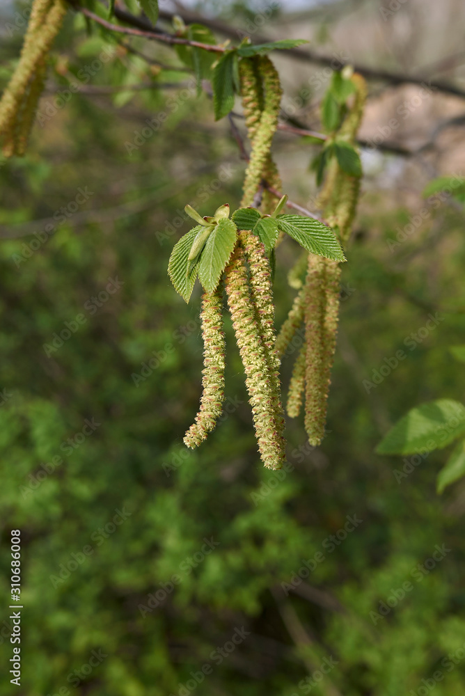 Ostrya carpinifolia