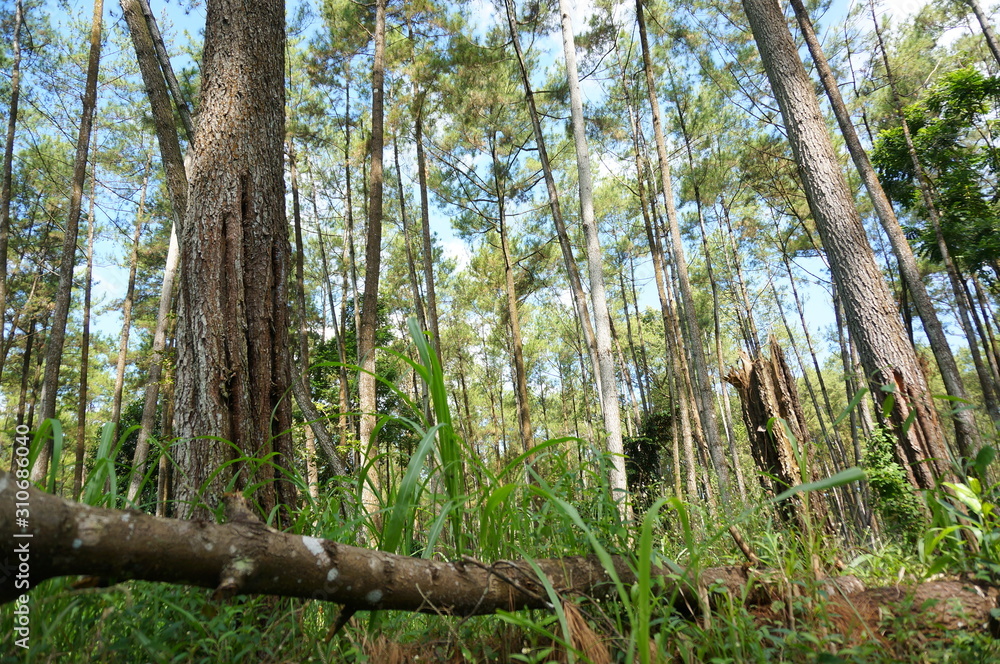 Fototapeta premium wilderness with the dominance of similar and green trees every year
