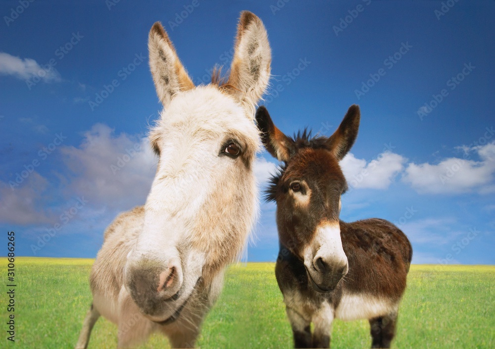 White And Brown Donkeys In Field
