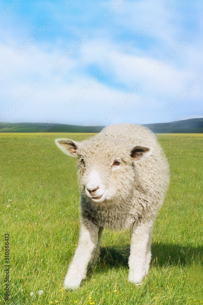 Obraz premium Sheep In Green Field