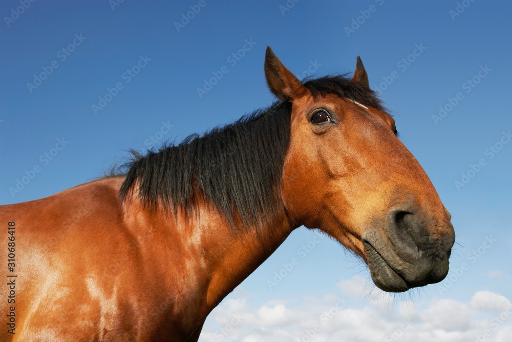 Fototapeta premium Brown Horse Against Sky