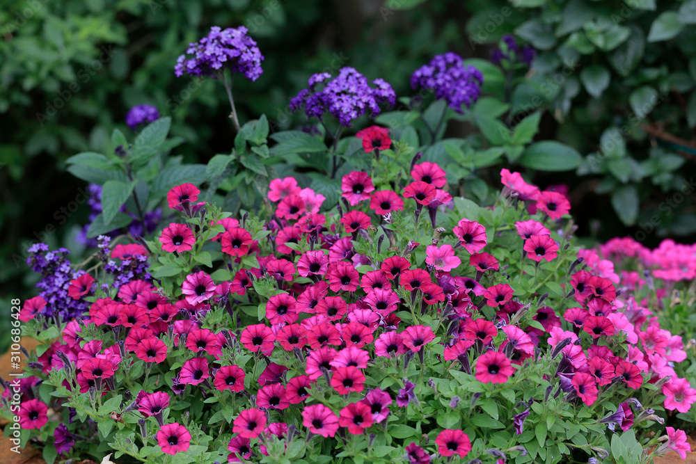 Petunien Pflanze und Vanilleblume im Gartenbeet Petunien Pflanze und Vanilleblume im Gartenbeet